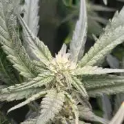 FB420 Purple Haze Automatic in 40x40