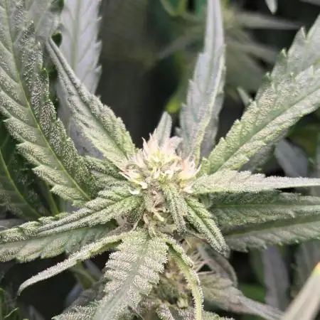 FB420 Purple Haze Automatic in 40x40