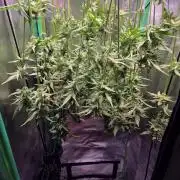 FB420 Purple Haze Automatic in 40x40
