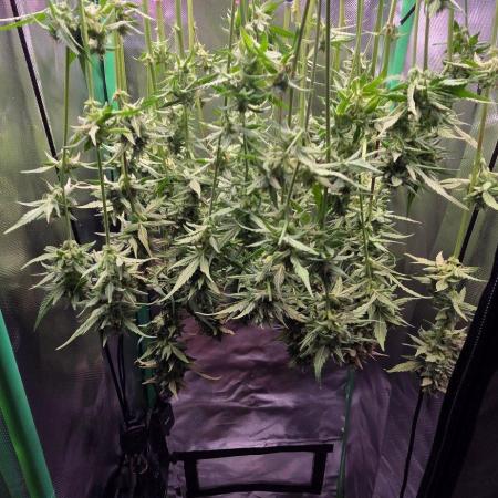 FB420 Purple Haze Automatic in 40x40