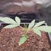 FB Lemon Cherry Cookies Auto in 40x40