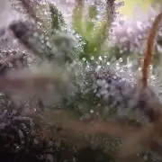 Sweet Seeds Runtz XL Auto in 40x40