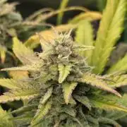 FB420 Purple Haze Automatic in 40x40