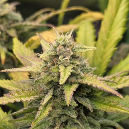 FB420 Purple Haze Automatic in 40x40