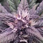 FB Lemon Cherry Cookies Auto in 40x40