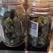 Sweet Seeds Runtz XL Auto in 40x40