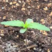 Seedsupplier.de Jelly Cake in 40x40