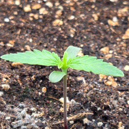 Seedsupplier.de Jelly Cake in 40x40