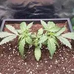 Sweet Seeds Runtz XL Auto in 40x40