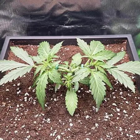 Sweet Seeds Runtz XL Auto in 40x40