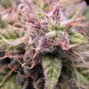 Sweet Seeds Runtz XL Auto in 40x40