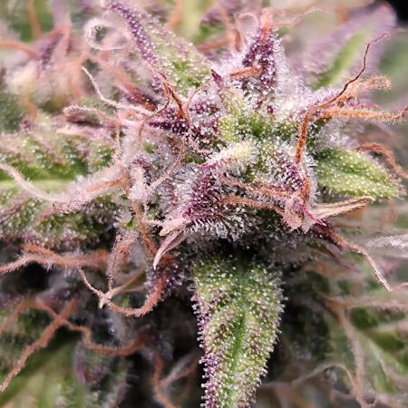 Sweet Seeds Runtz XL Auto in 40x40