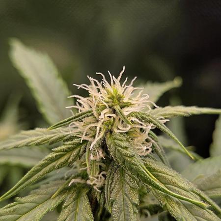 Sweet Seeds Runtz XL Auto in 40x40