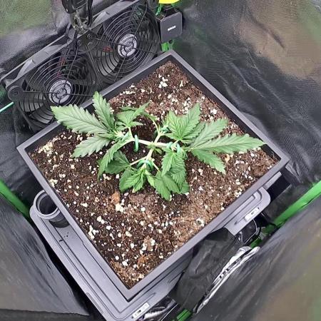 FB420 Purple Haze Automatic in 40x40