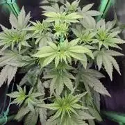 FB Lemon Cherry Cookies Auto in 40x40