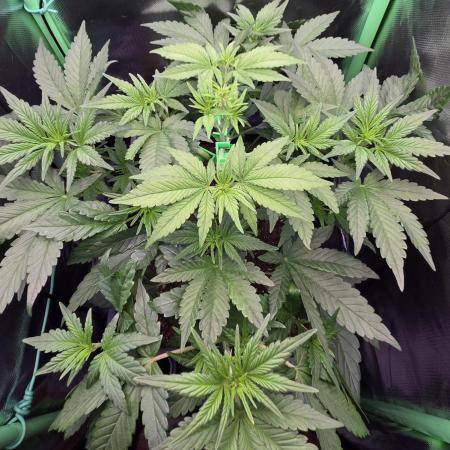 FB Lemon Cherry Cookies Auto in 40x40