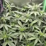 Sweet Seeds Runtz XL Auto in 40x40