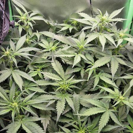 Sweet Seeds Runtz XL Auto in 40x40