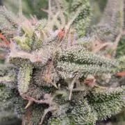 FB420 Purple Haze Automatic in 40x40