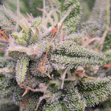 FB420 Purple Haze Automatic in 40x40