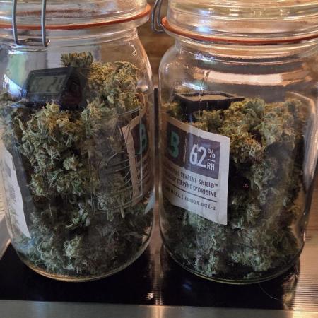 Sweet Seeds Runtz XL Auto in 40x40