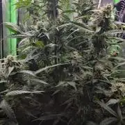 Sweet Seeds Runtz XL Auto in 40x40