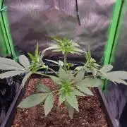 FB Lemon Cherry Cookies Auto in 40x40