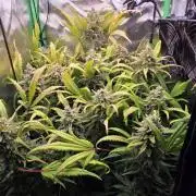 FB420 Purple Haze Automatic in 40x40