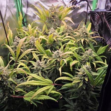 FB420 Purple Haze Automatic in 40x40