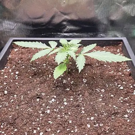 Sweet Seeds Runtz XL Auto in 40x40