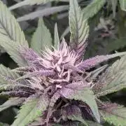 FB Lemon Cherry Cookies Auto in 40x40