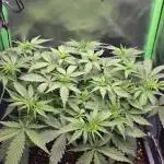 Sweet Seeds Runtz XL Auto in 40x40
