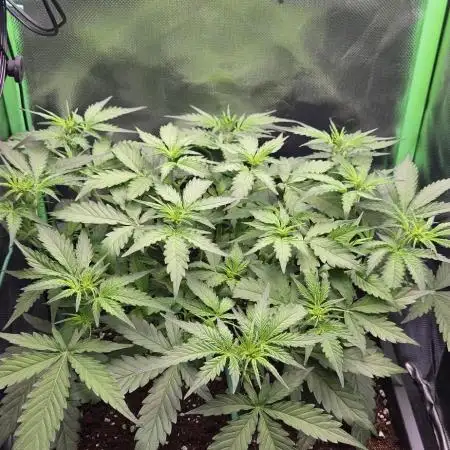 Sweet Seeds Runtz XL Auto in 40x40