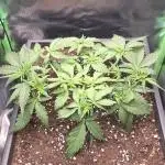 Sweet Seeds Runtz XL Auto in 40x40