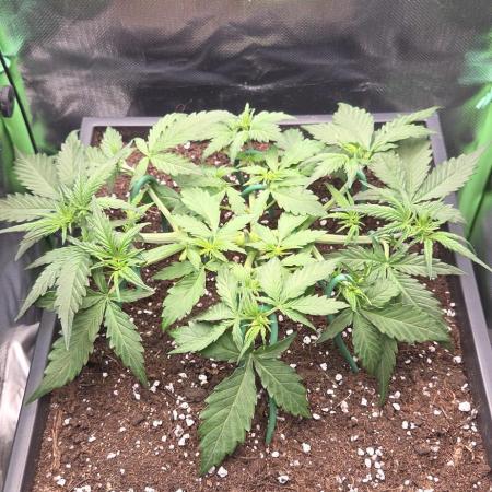 Sweet Seeds Runtz XL Auto in 40x40