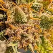 Cherry Cola RF3
