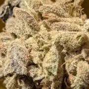 Permanent marker x endgame 3 pheno 2