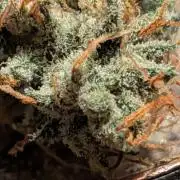 pineapple Runtz 2nd round