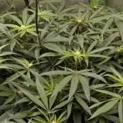 Lemon cherry BX2