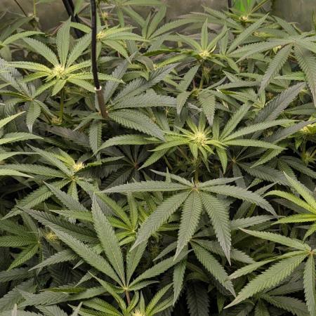 Lemon cherry BX2