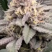 Yummy Yummy