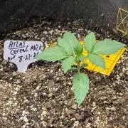 cereal milk auto