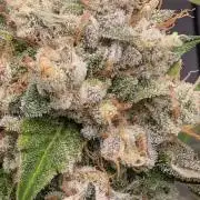 cereal milk auto