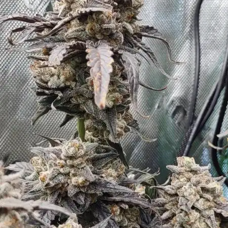 Mephistoreoz pheno 2