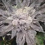 Permanent marker x endgame 3 pheno 2