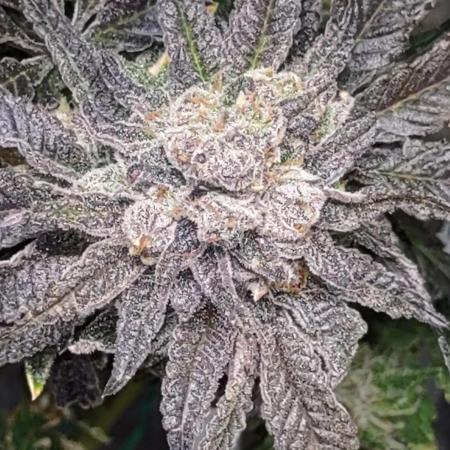 Permanent marker x endgame 3 pheno 2