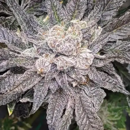 Permanent marker x endgame 3 pheno 2