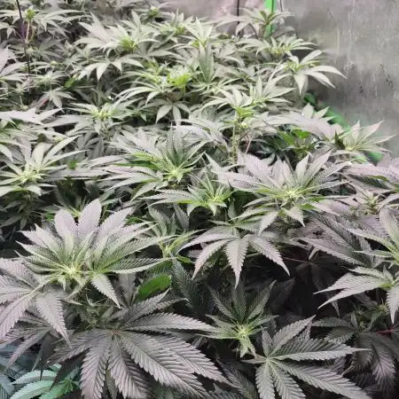 Permanent marker x endgame 3 pheno 2