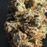 ViolaRbx5 pheno 2