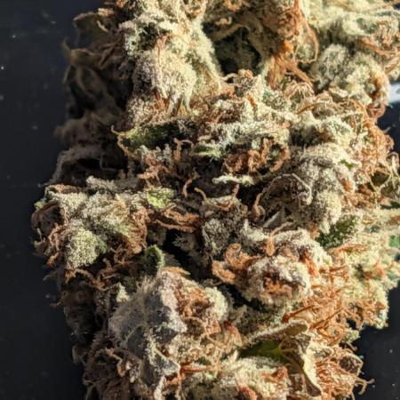 ViolaRbx5 pheno 2